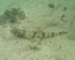 lizard fish_1.jpg